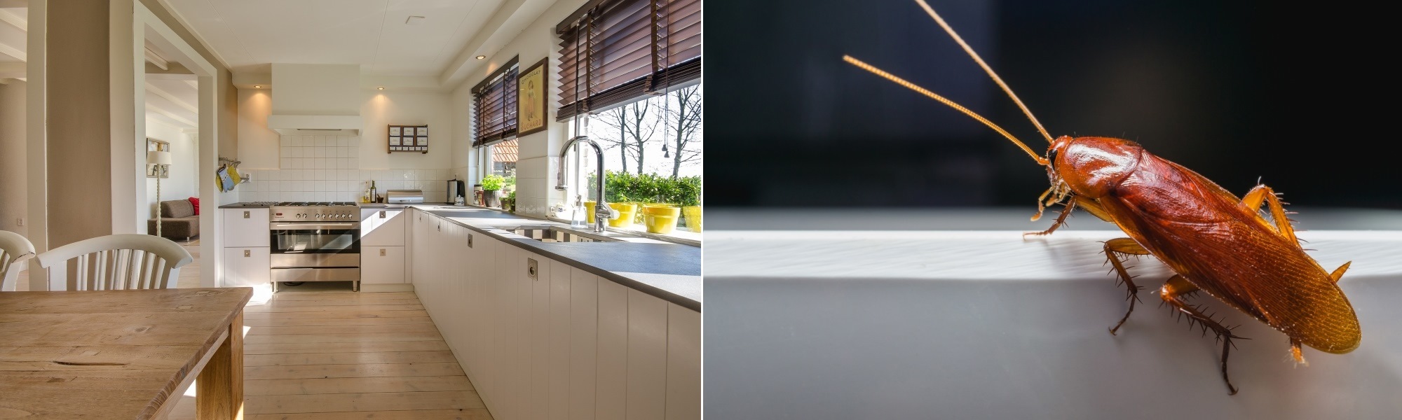 Wellington Outdoor Pest Control Home Fumigation Services Poriru