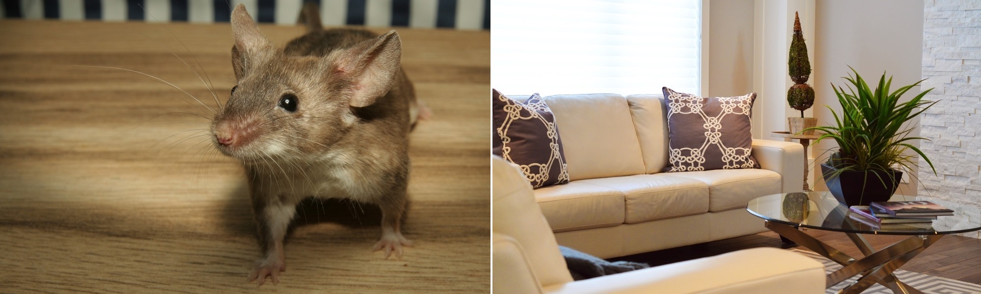 Wellington Outdoor Pest Control Home Fumigation Services Poriru