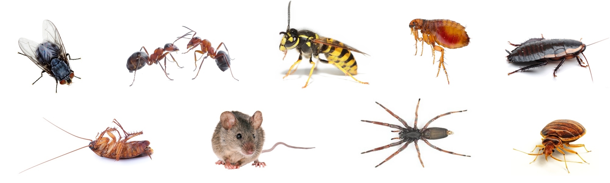 Pest Management Wellington Pest Control Lower Hutt, Porirua